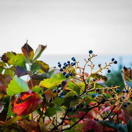 Aris Lägenhet Paramonas (Corfu)