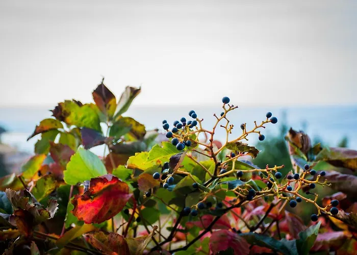 Aris Apartman Paramónasz